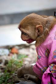 indian male monkey in makeup shock eyes