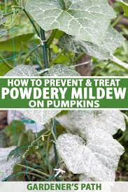 treat powdery mildew on pumpkins