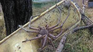 From wikipedia, the free encyclopedia. Viral Giant Huntsman Spider Photograph An Optical Illusion Expert Says Abc News