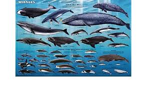 Amazon Com Whales Poster Chart 24x36 Killer Whale Orca