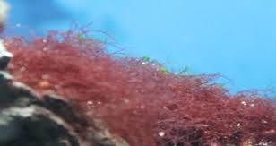 red hair algae reef aquarium