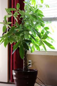 Call or email us to enquire. 18 Gorgeous Indoor Plants That Are Almost Impossible To Kill Iproperty Com My