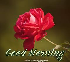 good morning rose images hd