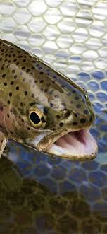 rainbow trout iphone wallpapers free