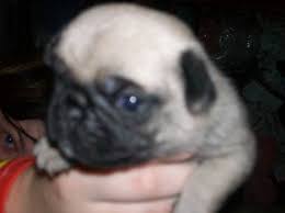 Pictures of dogs and cats who need a home. Silver Fawn Pug Puppies For Sale Adoption From Baltic Connecticut New London Adpost Com Classifieds Usa Pug Puppies Pug Puppies For Sale Pugs For Adoption