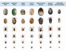 Tick Identification Chart Related Keywords Suggestions