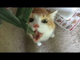My Cat Has An Obsession With Corn Husks - YouTube