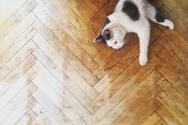 how to clean pet out of wood floors