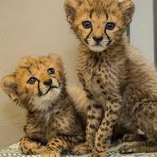 We have caracal kittens available for sale in our cattery , we ship worldwide , all our kittens are playful with children and other pets , they. We Have Cheetah For Sale In Tx Domestic Cheetah Big Cats For Sale