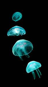 Jellyfish iPhone Wallpapers - Top Free ...