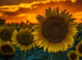 Sketsa bunga matahari merupakan sketsa yang banya digambar oleh seniman. Cara Menanam Bunga Matahari Jenis Syarat Dan Cara Mengolah