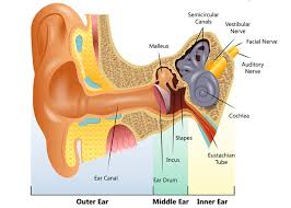 Middle Ear Diagram Reading Industrial Wiring Diagrams