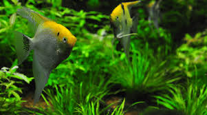 15 Great Angelfish Tank Mates Complete Compatibility Guide