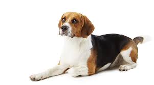 Beagle Price How Much Is This Popular Breed My Dogs Name