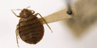 How to detect bed bugs in your hotel room. Bed Bugs What To Know About Bedbugs Hotels And Travel