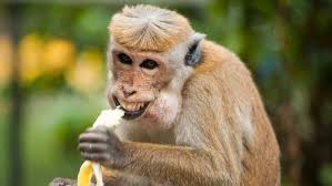 A funeral is not usually a time to discuss a person's faults, but it may be appropriate if you can do it in a loving, comedic manner. Learn English 7 Monkey Idioms Used In English Learn English Education