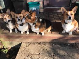 The corgi will bring the active side, while the pomeranian brings all the yaps. Judi S Pembroke Welsh Corgi Puppies Home Facebook