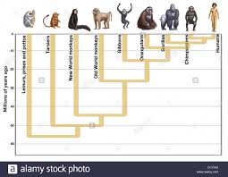 Extraordinary Human Ancestors Chart Homo Sapiens Evolution