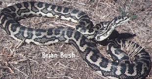 snakes harmful harmless pythons