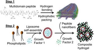 Two Step Self Assembly Of Liposome
