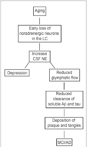 Flow Chart Of The Consequence Of Lc Neuronal Loss In Ad
