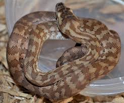baby caramel carpet python reptiles