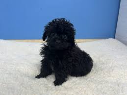 poodle toy dog male black 4196097