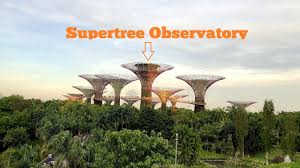supertree observatory a bird s eye