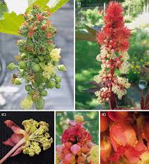 The upper east side's unemployment rate is lower than the citywide average of 9%. Frontiers The Male Flower Of Ricinus Communis Euphorbiaceae Interpreted As A Multi Flowered Unit Cell And Developmental Biology