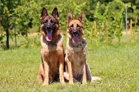 German Shepherd Dog Weight Goldenacresdogs Com