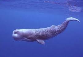 Sustantivo de género exclusivamente masculino, que lleva los artículos el o un en singular, y los o unos en plural. Baleia Cachalote Physeter Macrocephalus Animals Mammals Whale