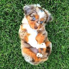 You can have full oversight of training your border aussie. Australian Shepherd Puppies Colorado For Sale The Y Guide