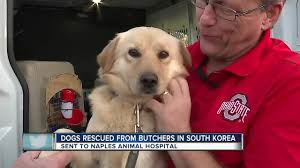 Subscribe to get news on litters! Golden Retrievers Rescued From South Korean Meat Market By Florida Group