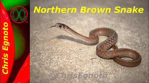 I've seen brown ones and the greenish ones here. Northern Brown Snake A Very Common Herp Youtube