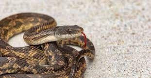 texas rat snake facts