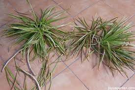 Snip it just below the leaf line and be sure to include at least one node: How To Prune A Dracaena Marginata Dragon Tree