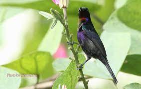 copper throated sunbird male 銅喉花蜜鳥 雄 sabah malaysia wildlife bird sabah