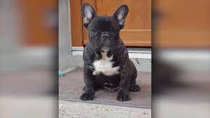 Looking for french bulldog puppies for sale? French Bulldog Puppy Dies On Trans Atlantic Klm Flight Abc News