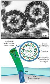 Cytoszkielet (artykuł) | Budowa komórki | Khan Academy