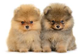 pomeranian puppy images browse 76 571