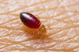 Maybe you would like to learn more about one of these? Pest Control Roanoke Rapids Nc People S Termite And Pest Control