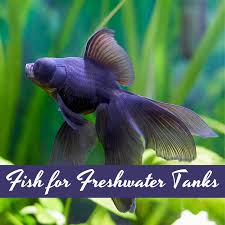 fish for a freshwater tank