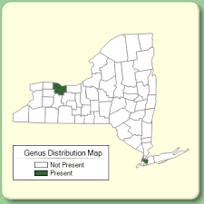Ononis - Genus Page - NYFA: New York Flora Atlas