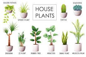 set of por indoor plants with names
