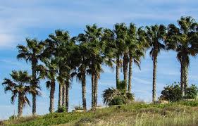 free photo cyprus palm trees hotel blue