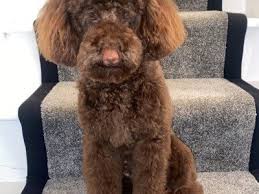 beau the chocolate toy poodle at stud