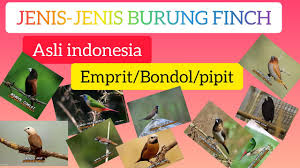 Stamina berfungsi sebagai energi dalam menjalankan kegiatan. Jenis Jenis Burung Finch Jenis Burung Emprit Asli Indonesia Jenis Burung Bondol Jenis Burung Pipit Youtube