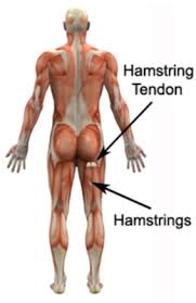 Image result for Hamstrings and glutes.