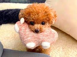 25 reasons why toy poodles are the best