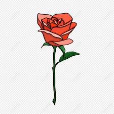 orange rose flower rose